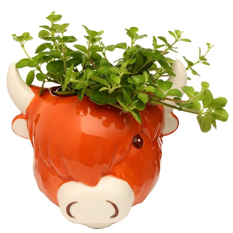 Highland Coo Cow Ceramic Plant Pot Wall Planter Farmyard Cute Boxed Gift