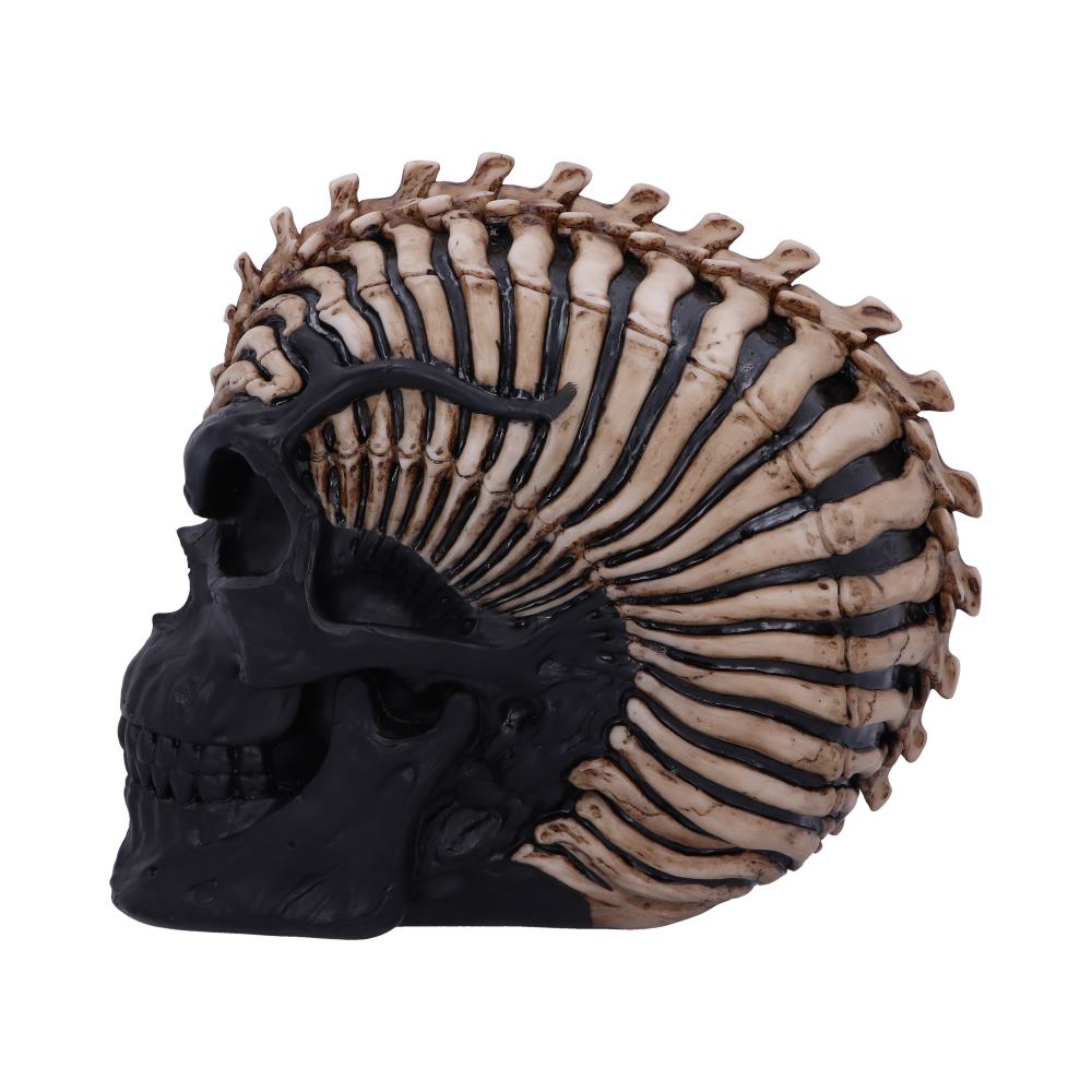 Spine Head Skull