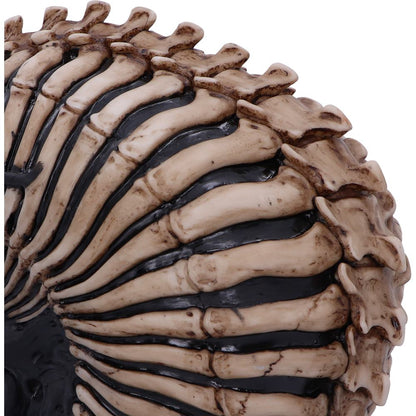 Spine Head Skull