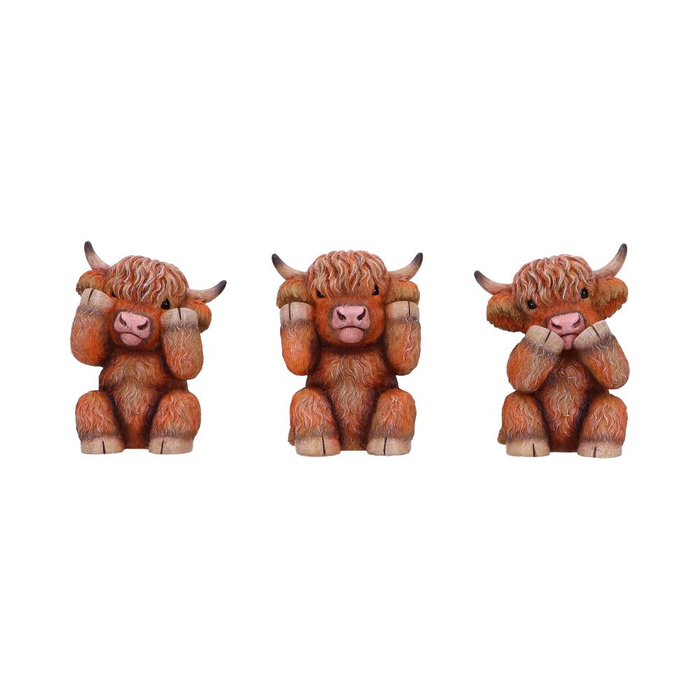 Three Wise Highland Cows