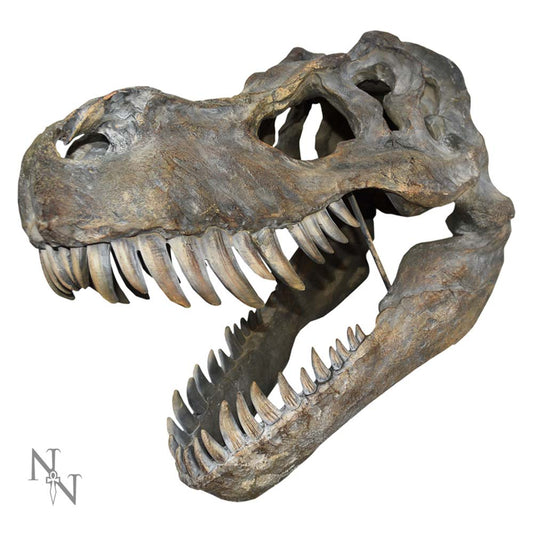 Tyrannosaurus Rex Skull Large